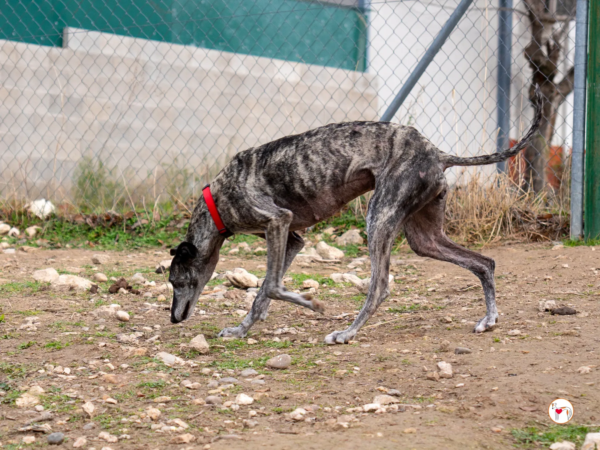 mistica galgo adozione 2