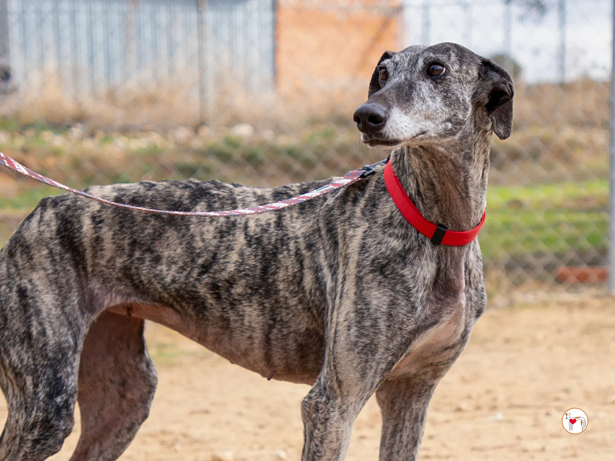 mistica galgo adozione 20