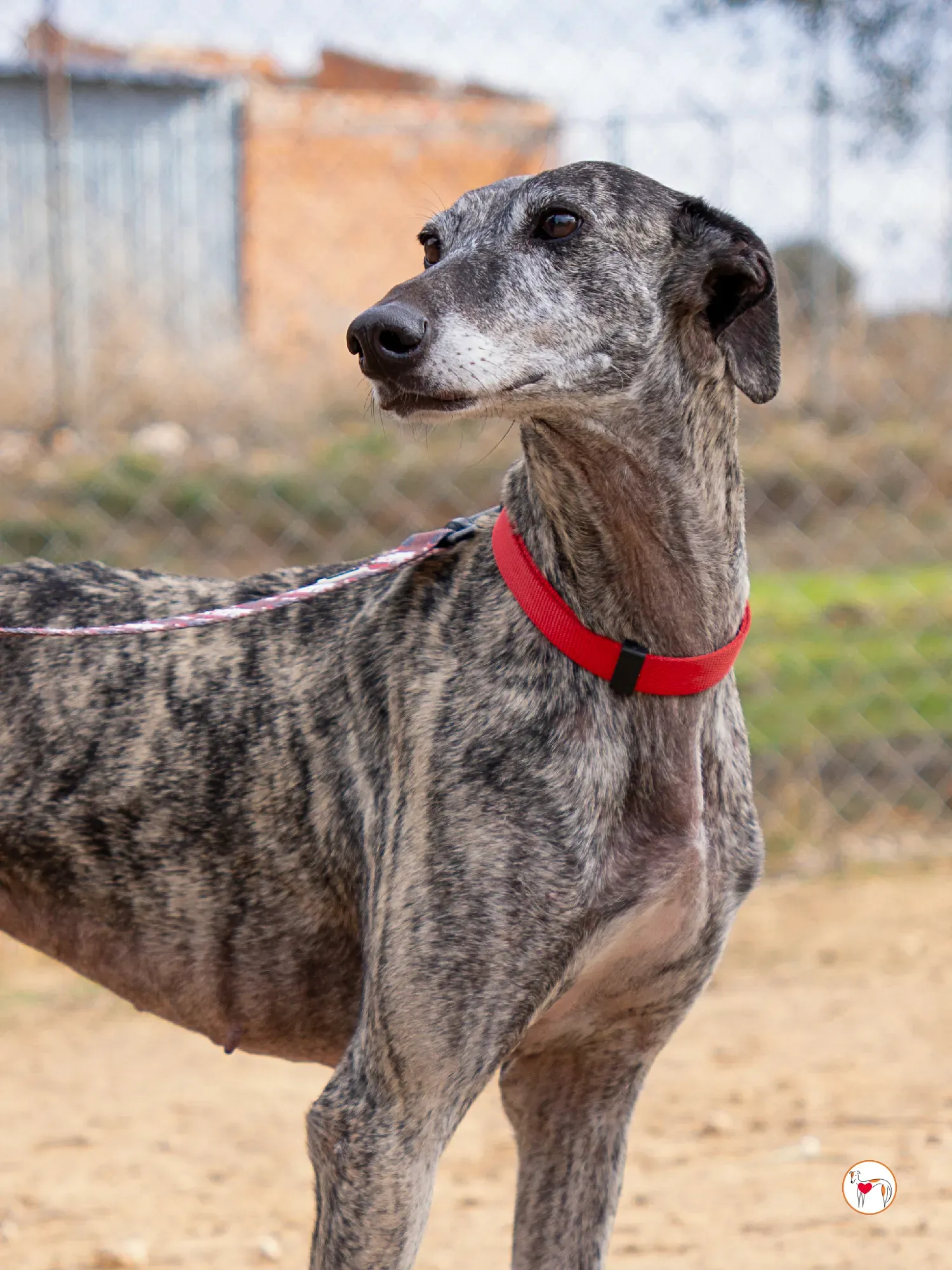 mistica galgo adozione 21