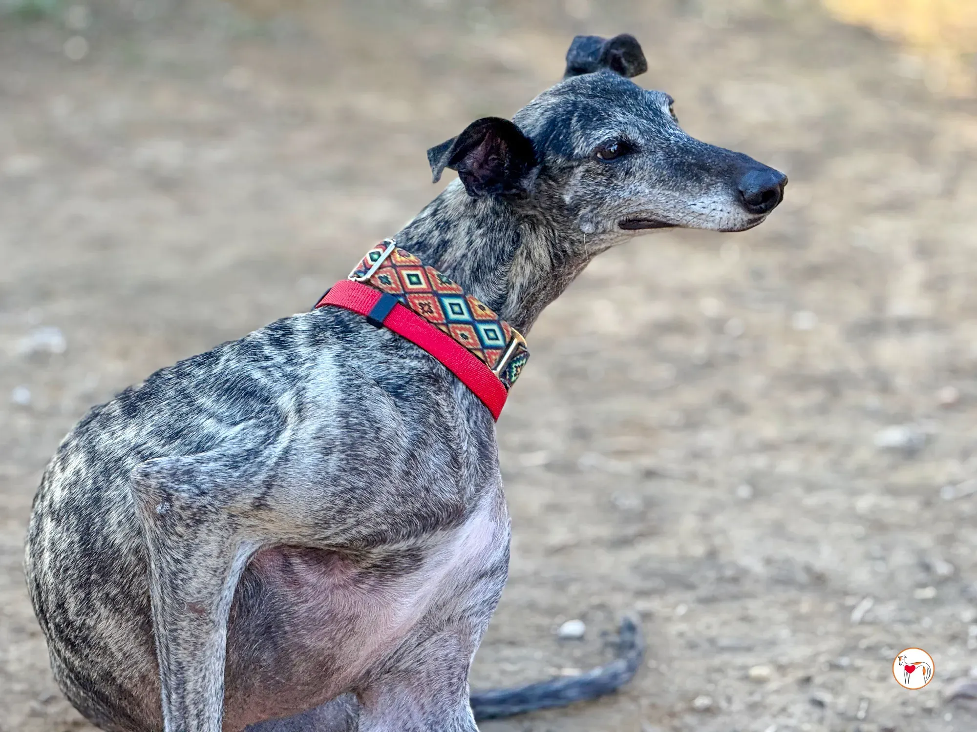 mistica galgo adozione 22