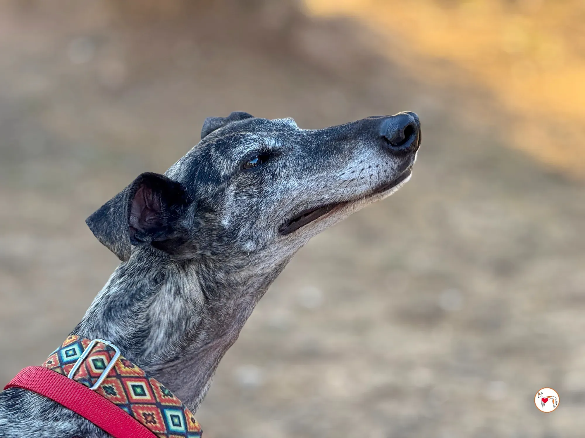 mistica galgo adozione 23