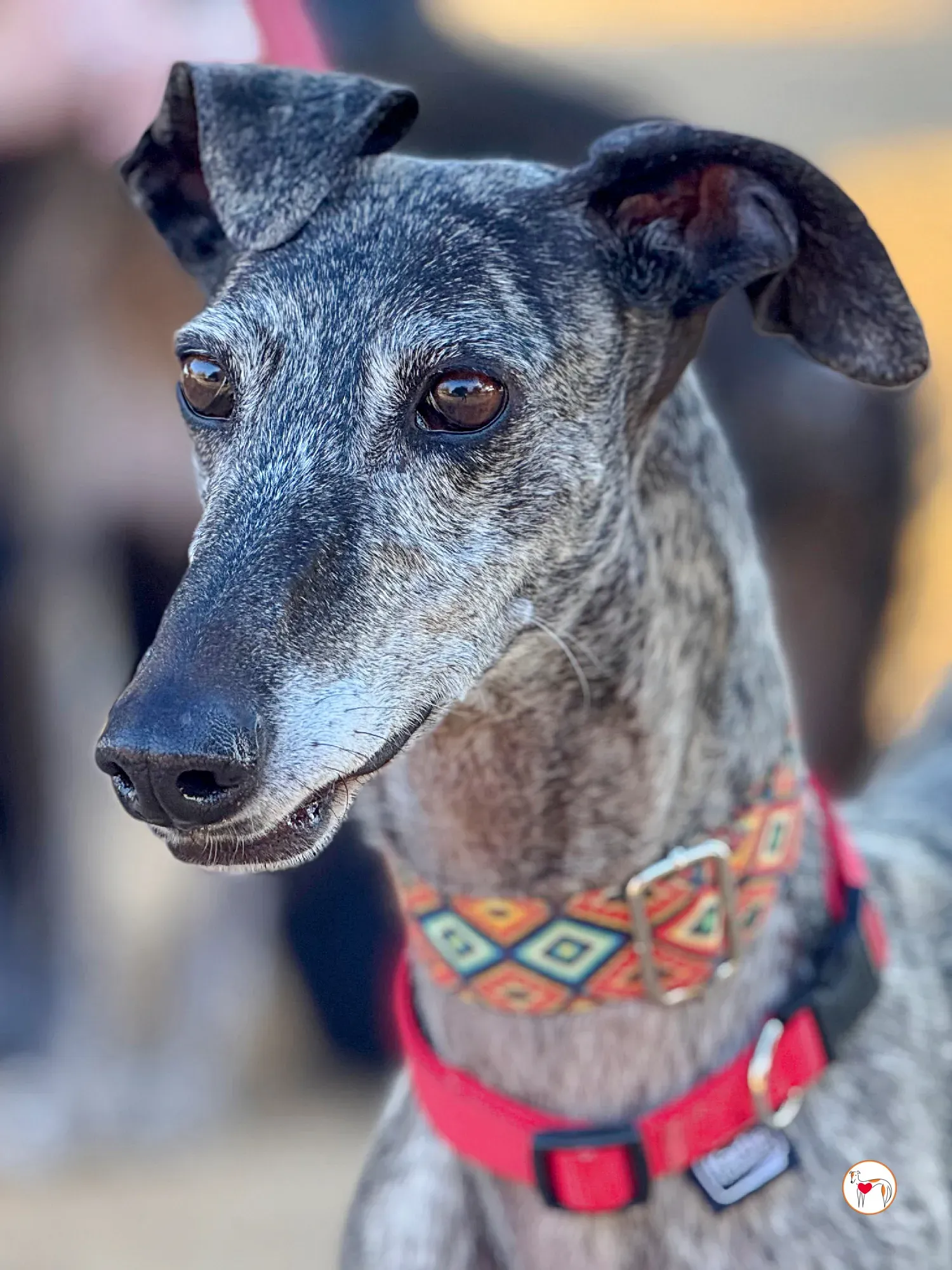 mistica galgo adozione 24