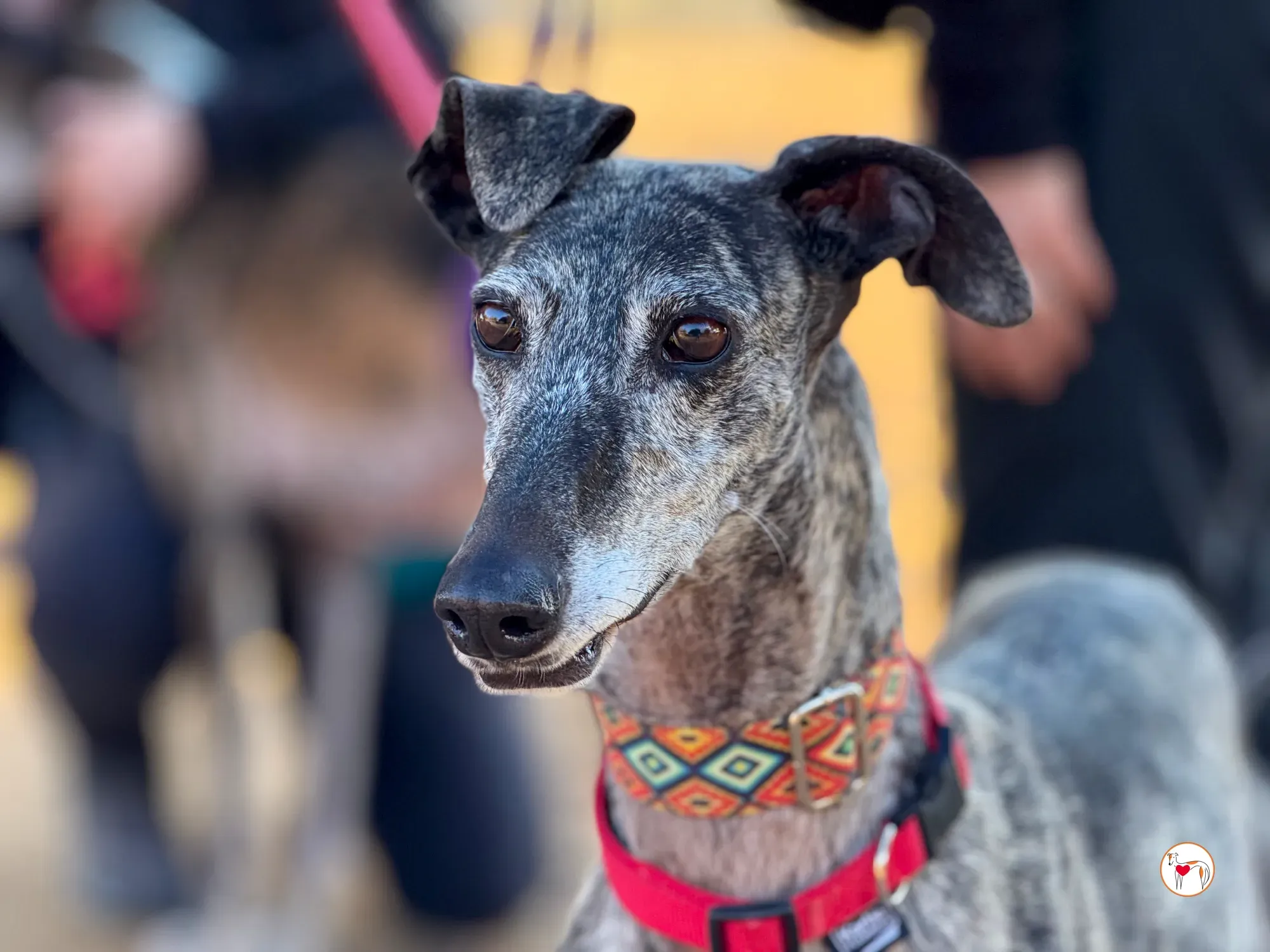 mistica galgo adozione 25