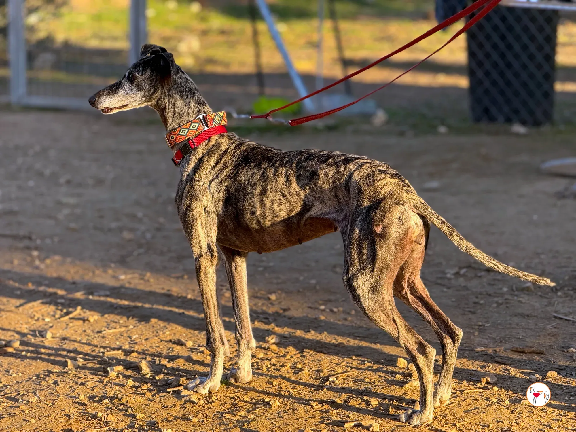 mistica galgo adozione 26