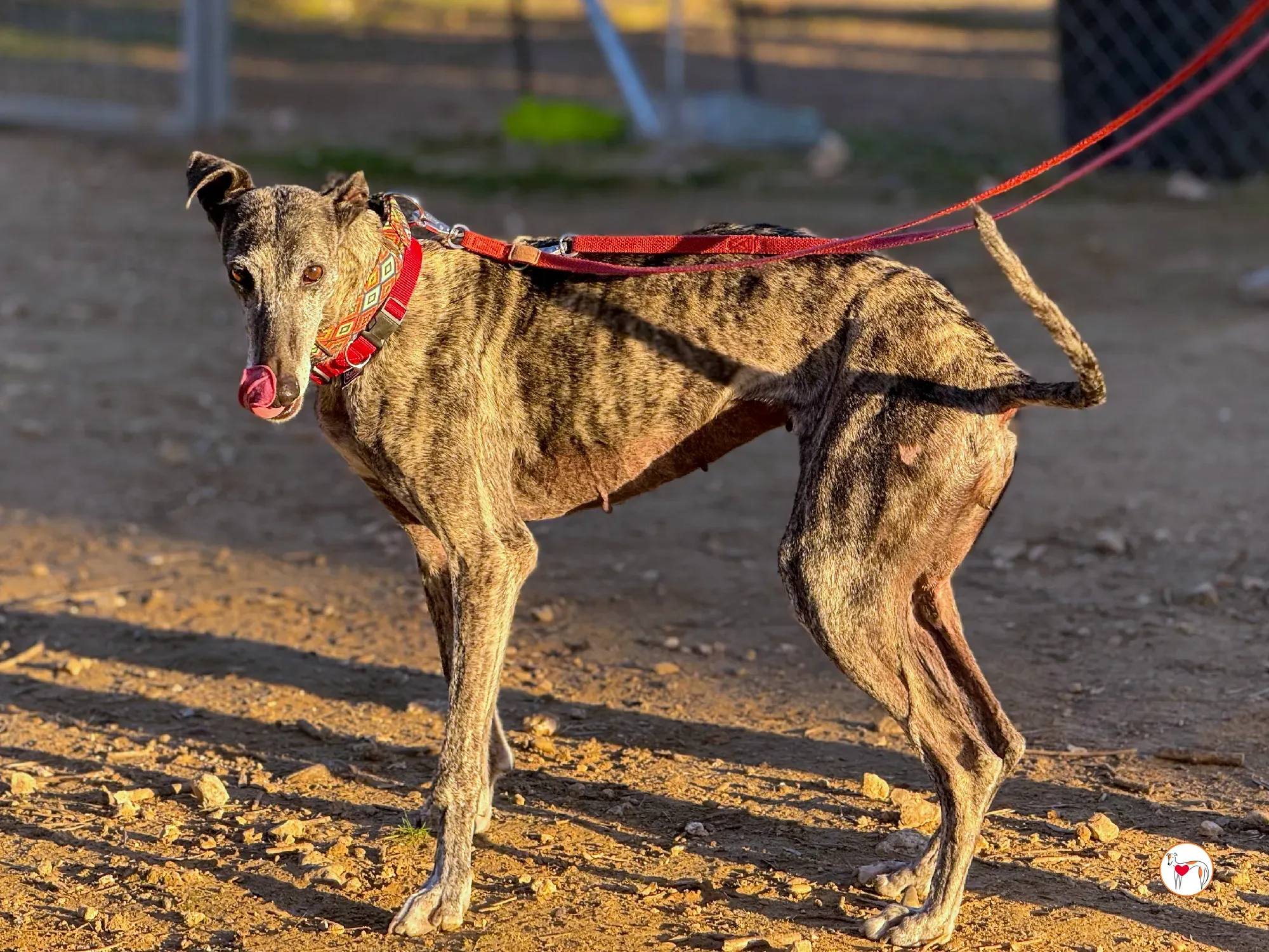 mistica galgo adozione 27