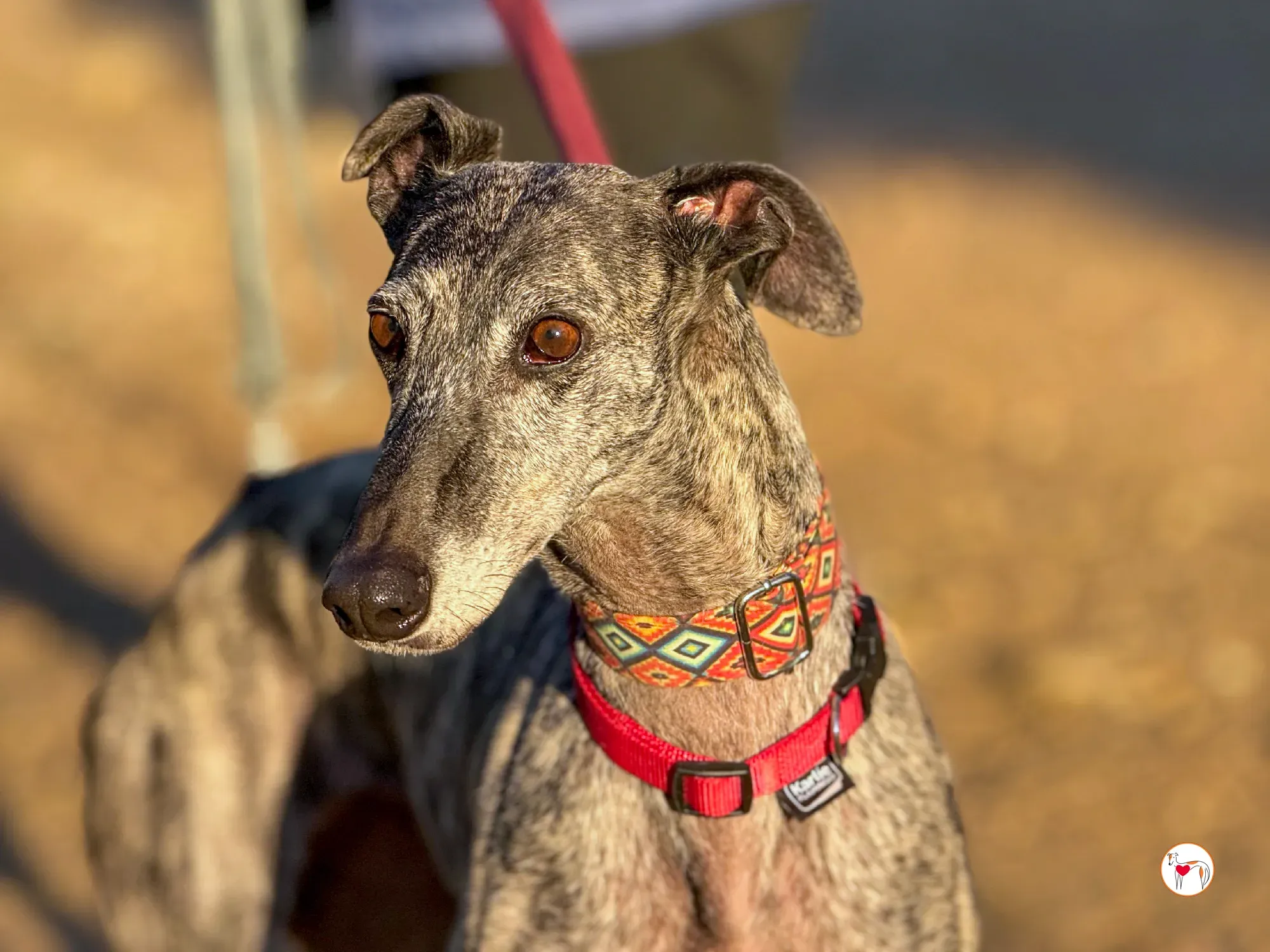 mistica galgo adozione 28