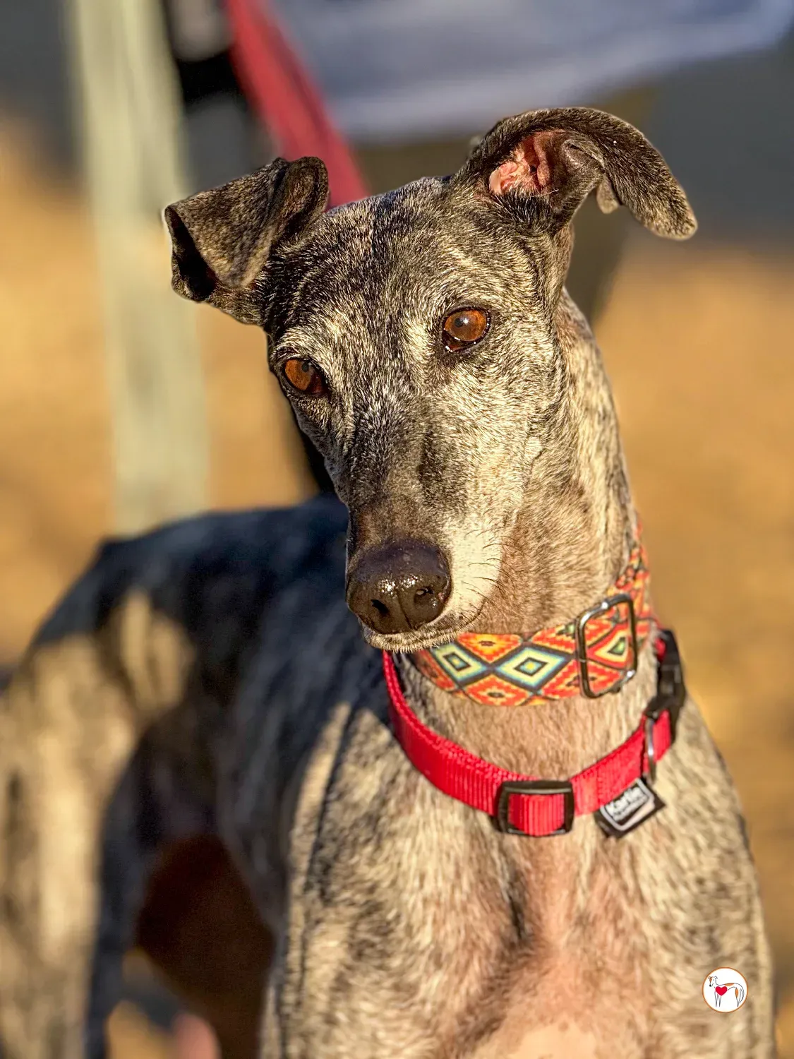 mistica galgo adozione 29