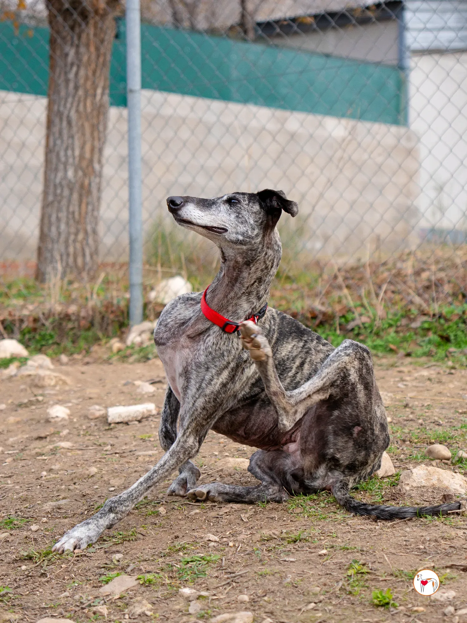 mistica galgo adozione 3