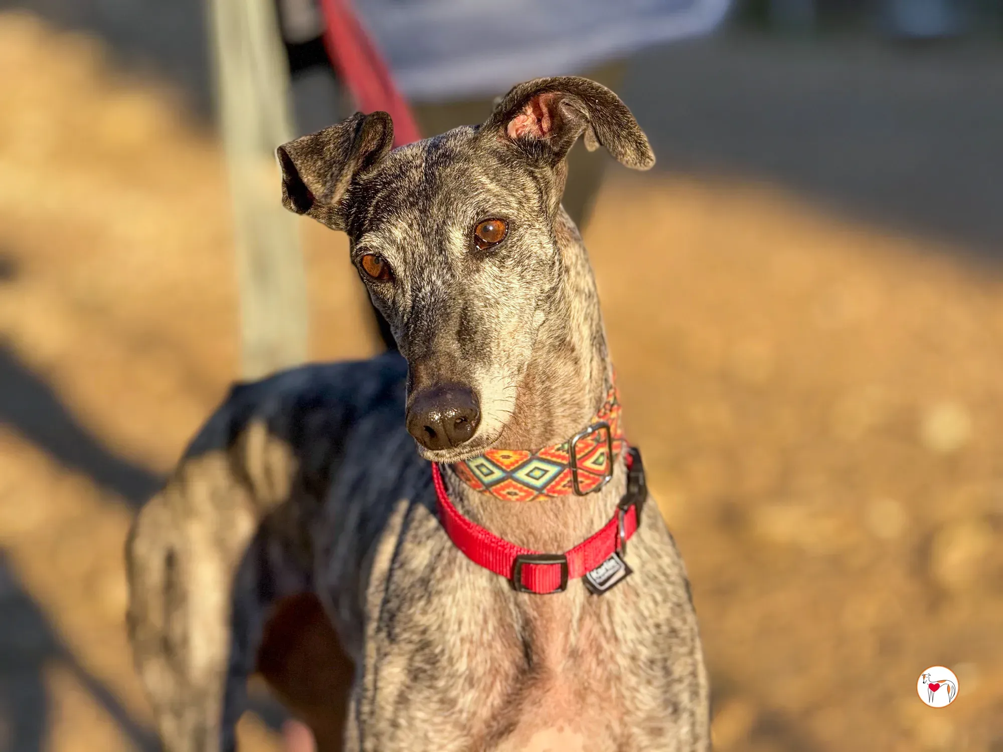 mistica galgo adozione 30