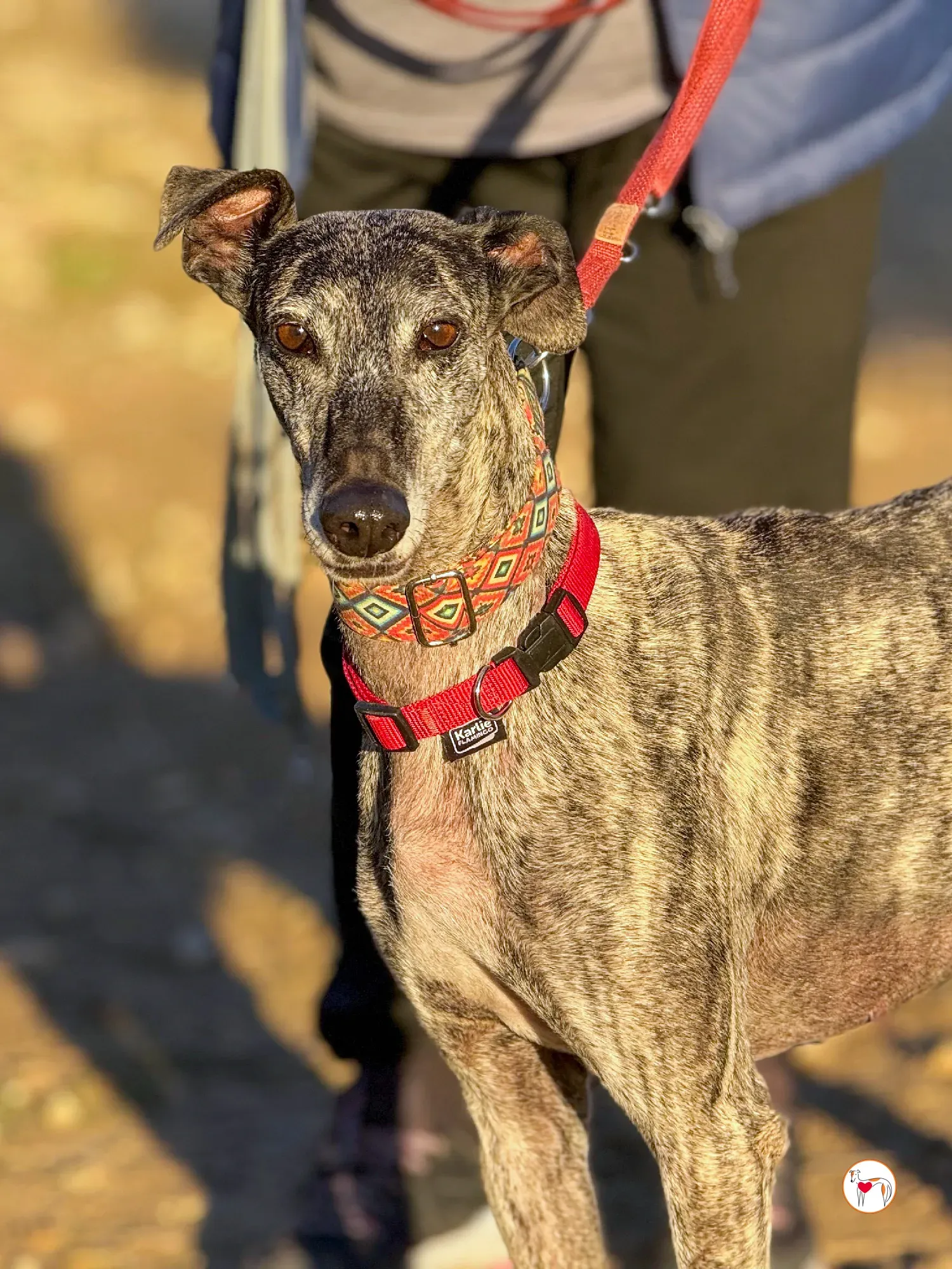 mistica galgo adozione 31