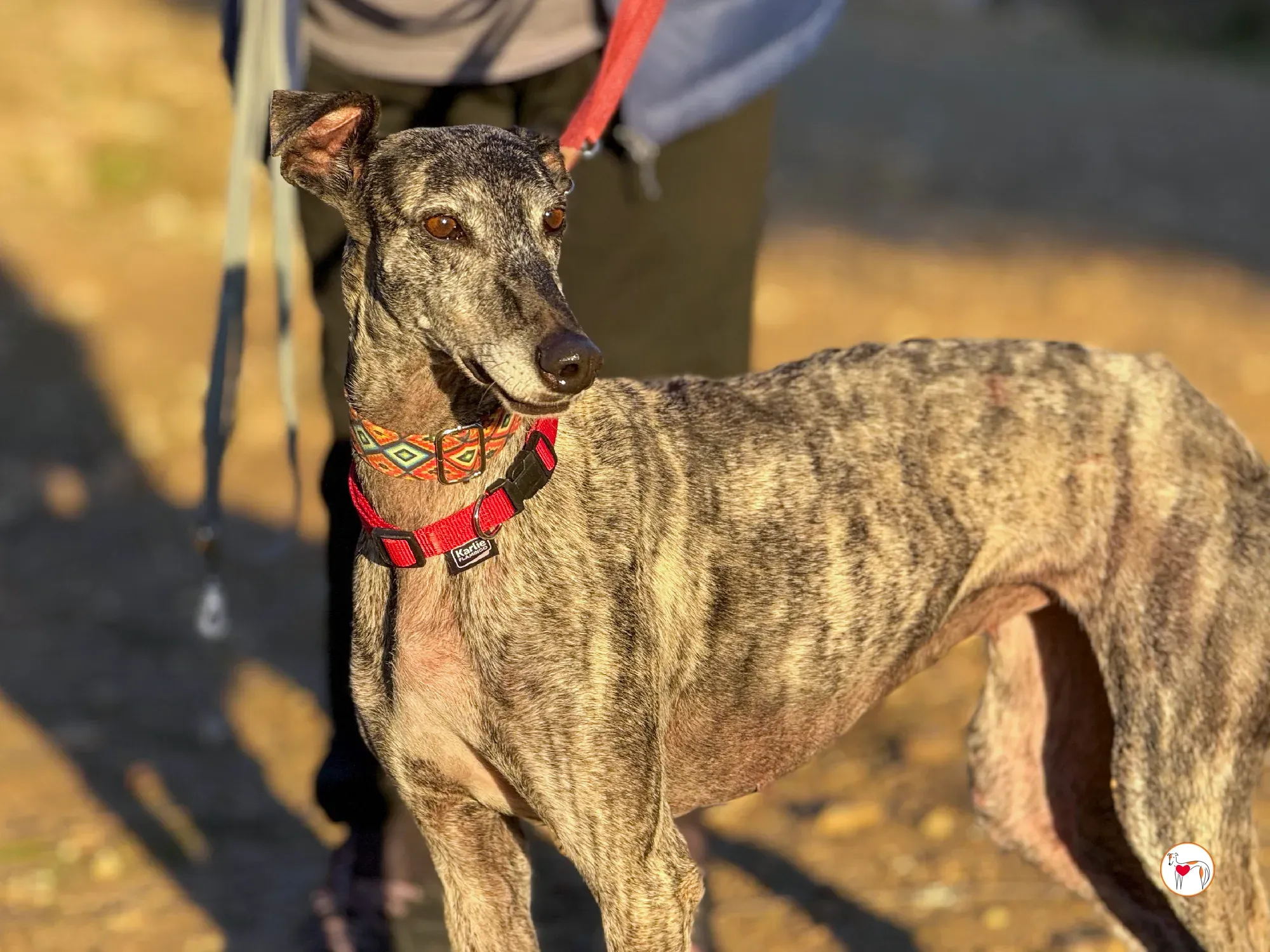 mistica galgo adozione 32