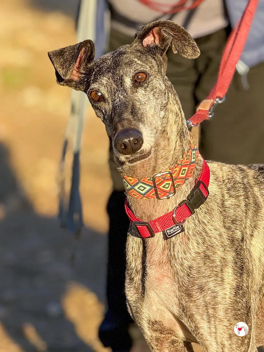 mistica galgo adozione 33