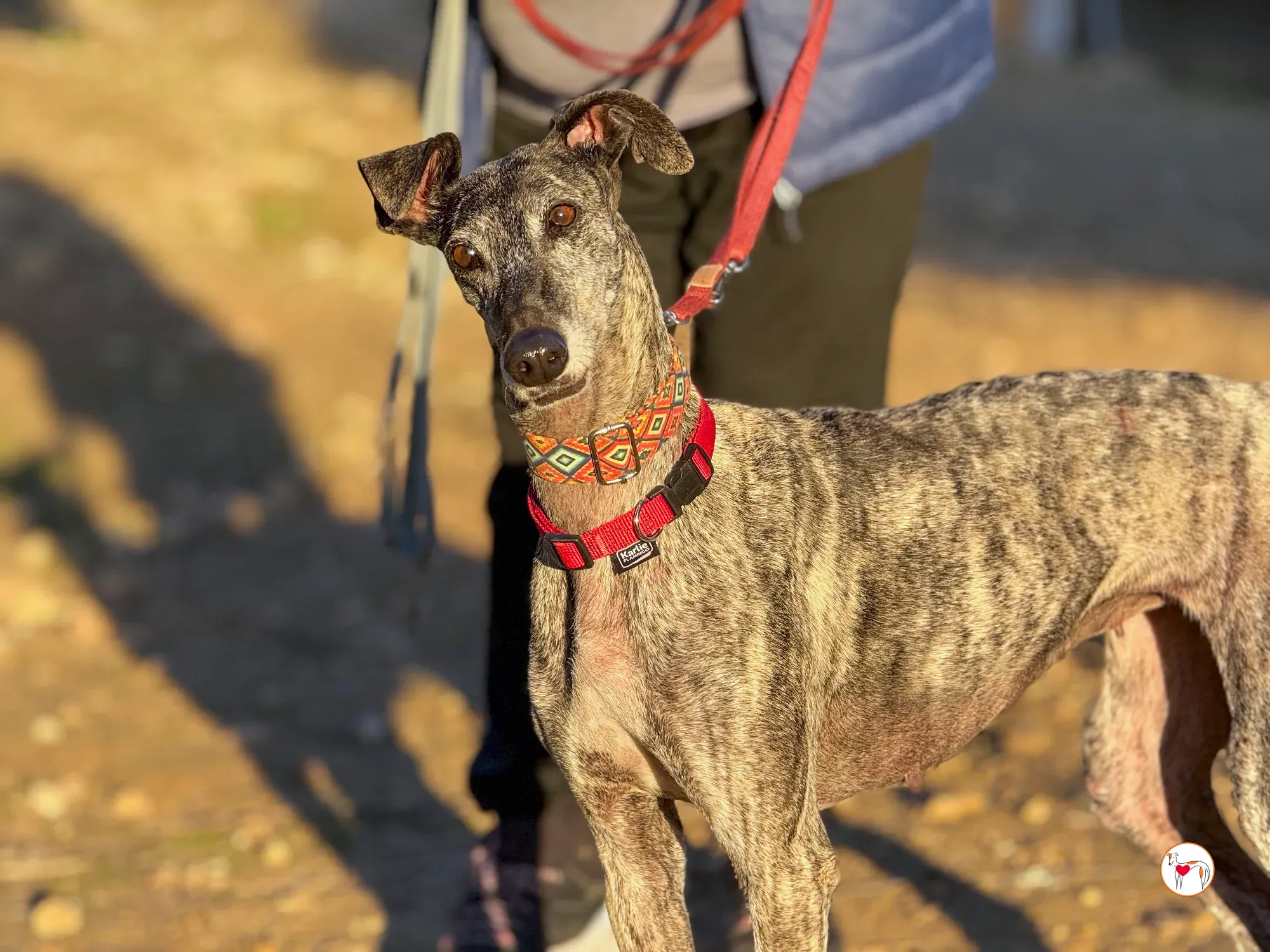 mistica galgo adozione 34