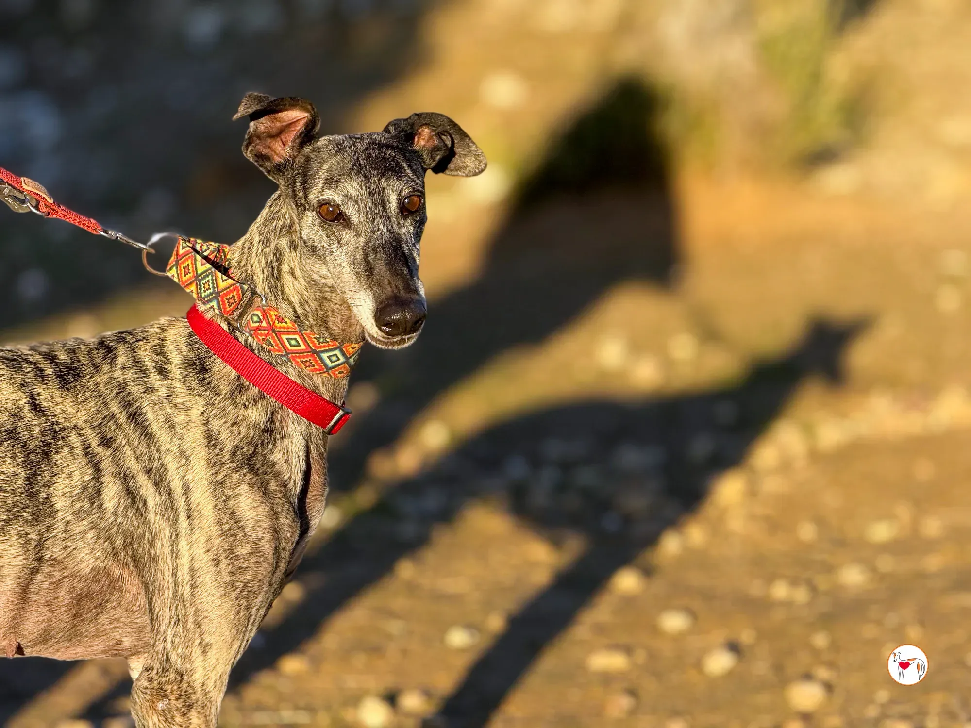 mistica galgo adozione 35