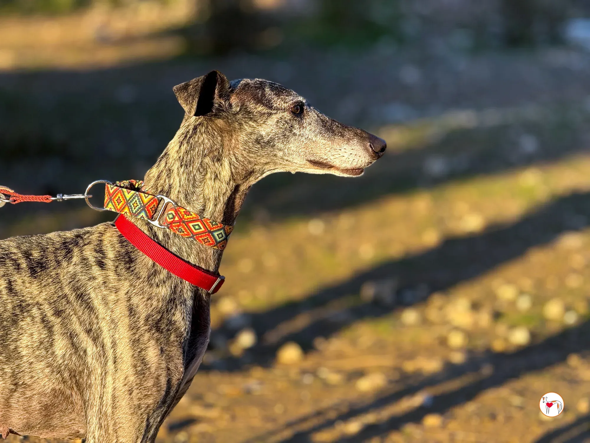 mistica galgo adozione 36