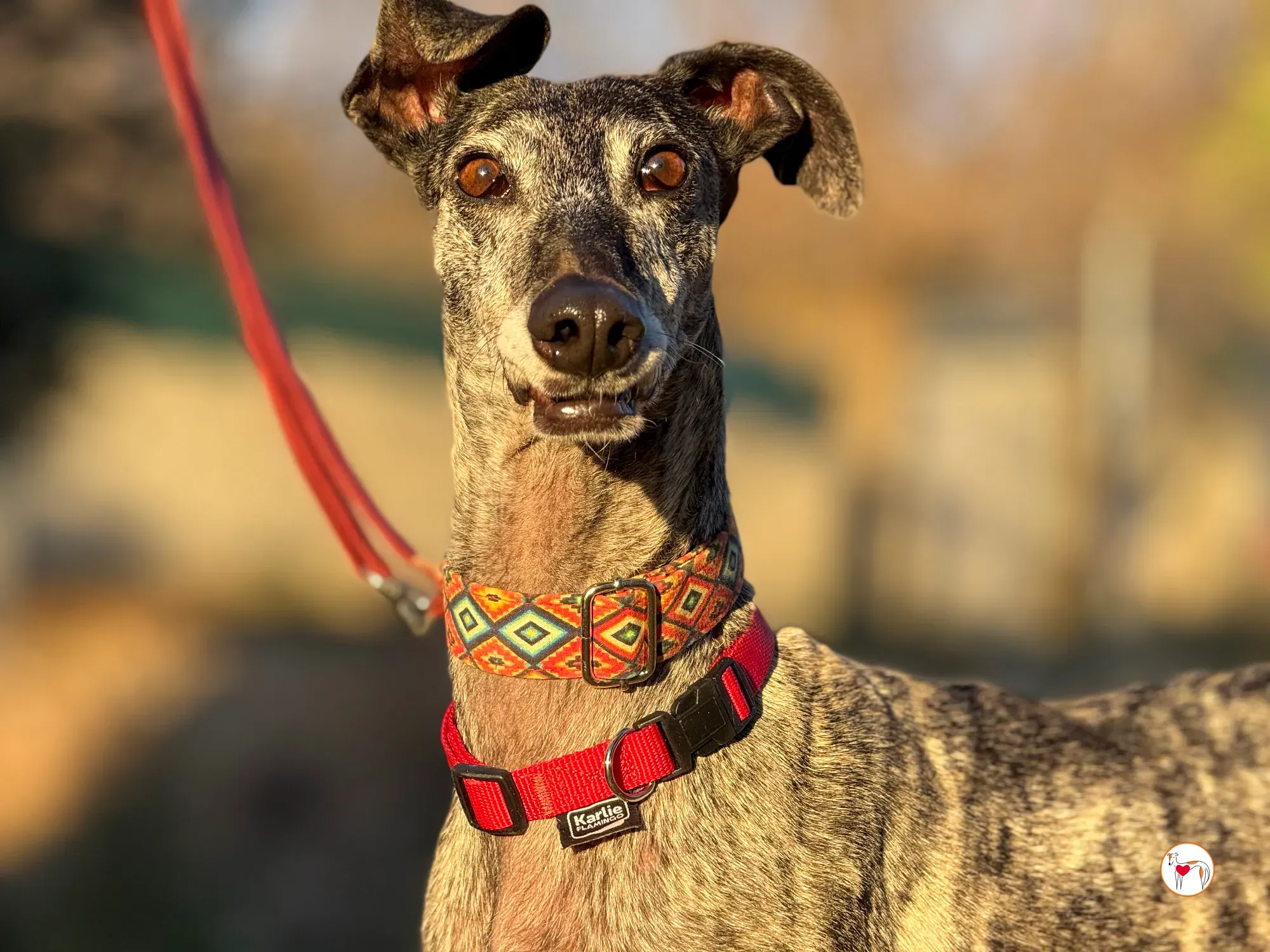 mistica galgo adozione 37