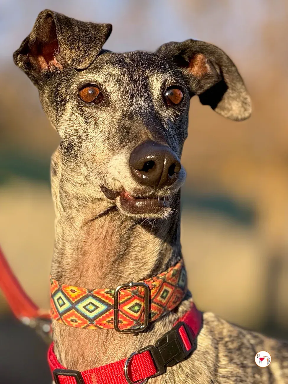 mistica galgo adozione 38