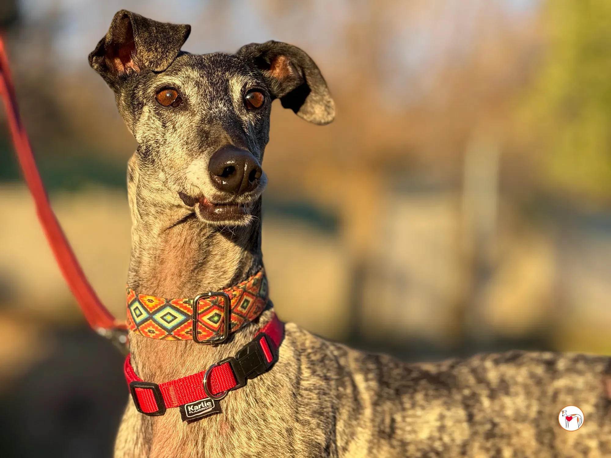 mistica galgo adozione 39