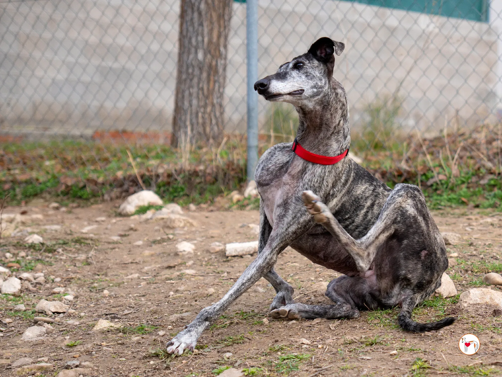 mistica galgo adozione 4