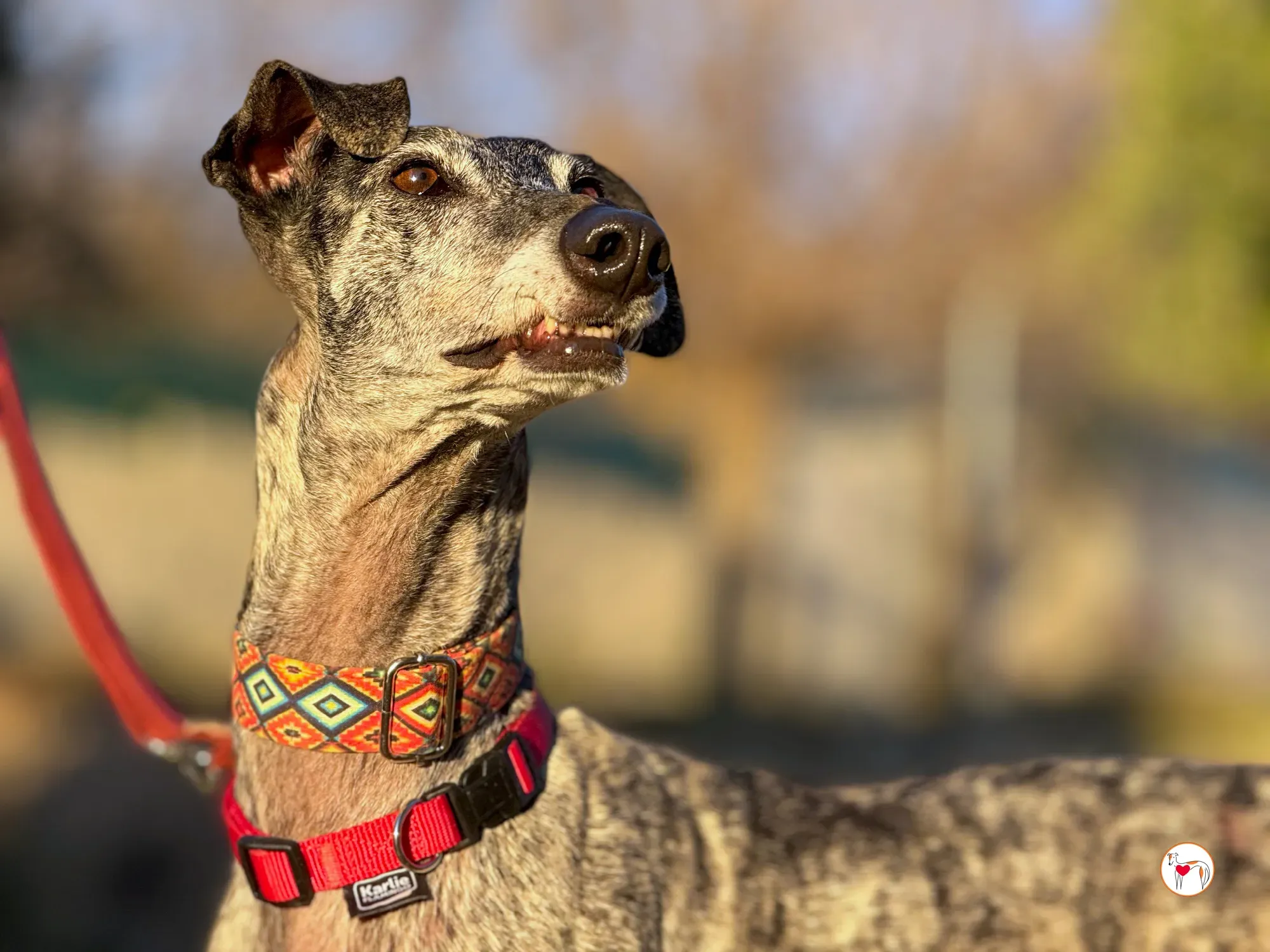 mistica galgo adozione 40