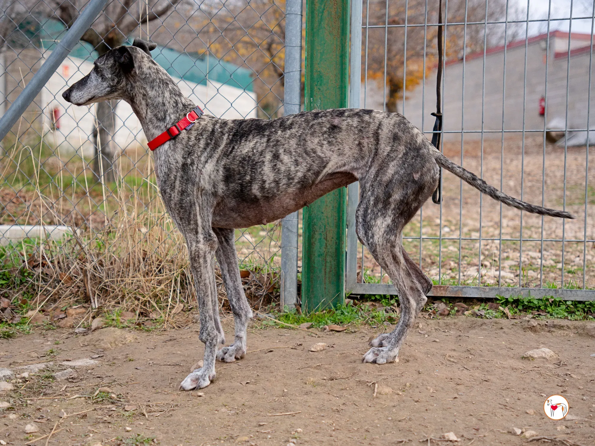 mistica galgo adozione 5