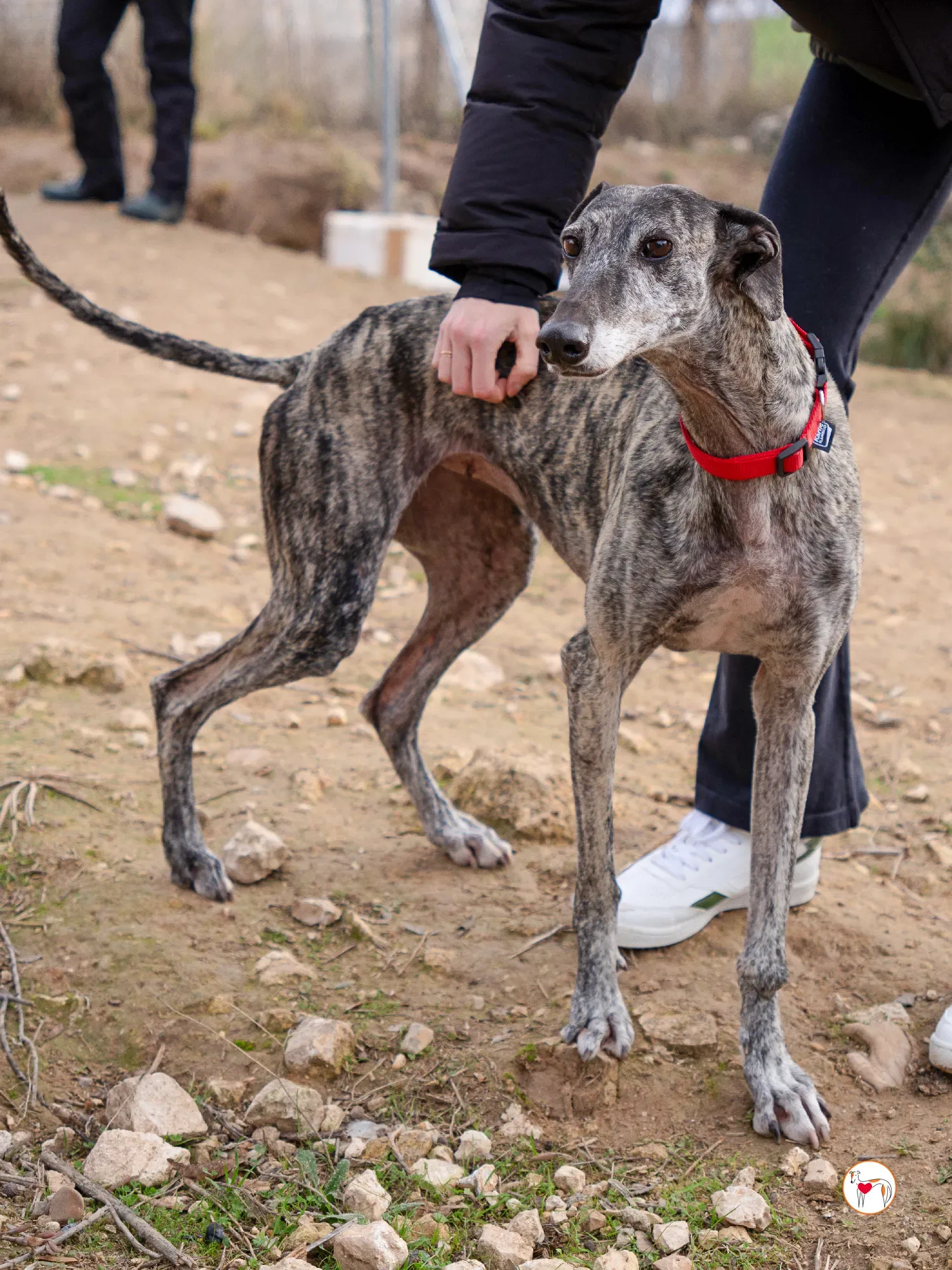 mistica galgo adozione 6