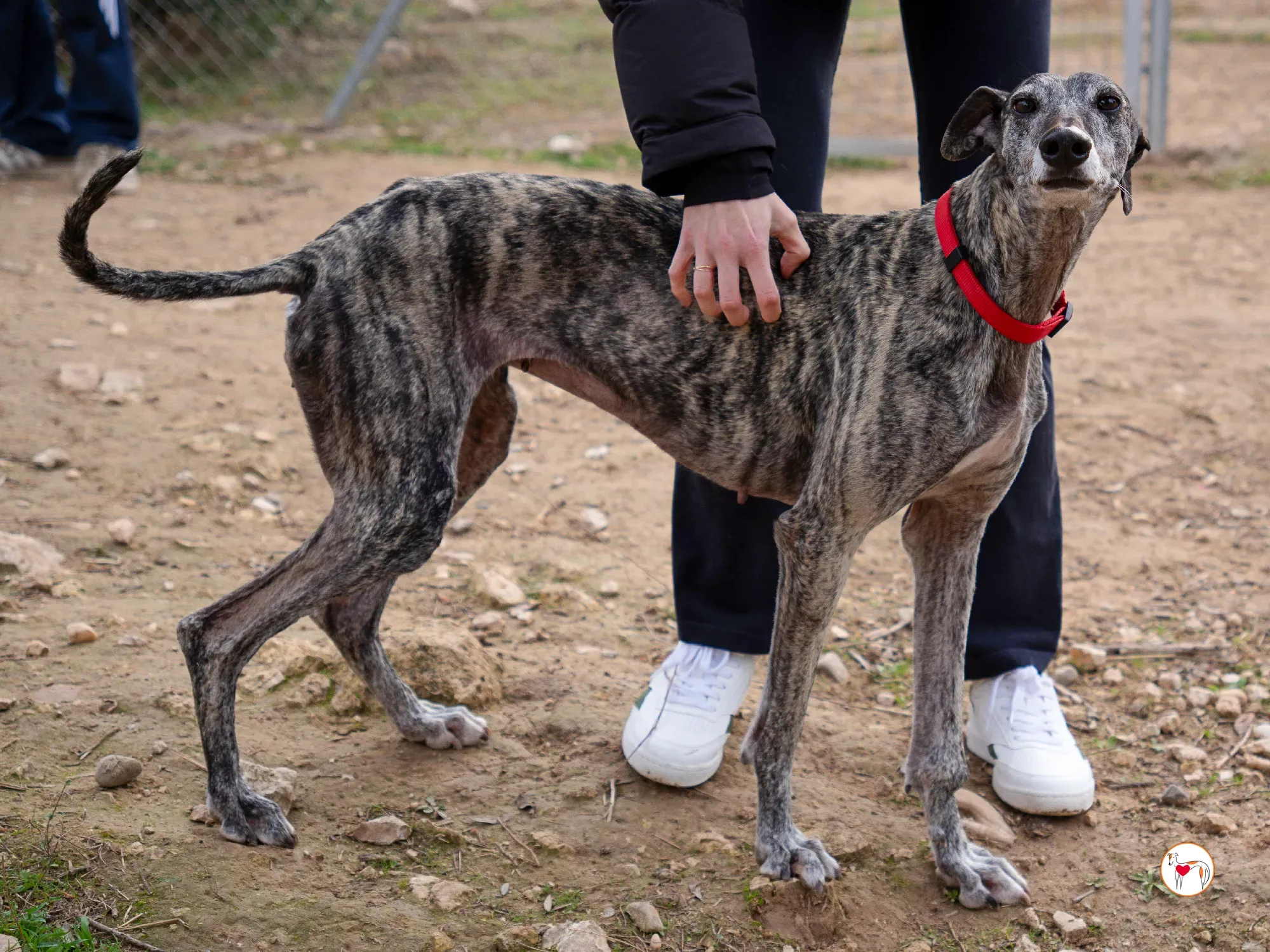 mistica galgo adozione 7