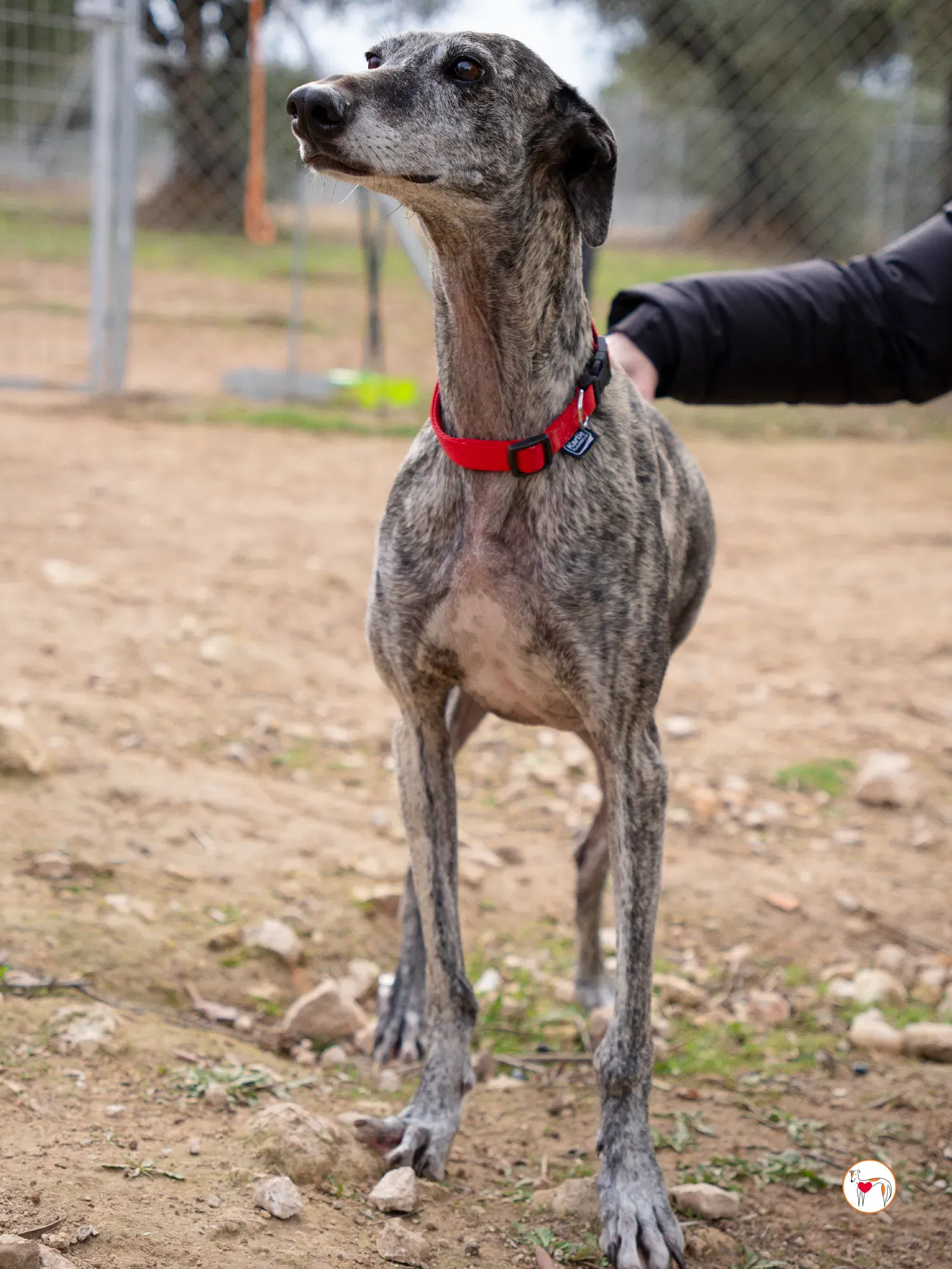 mistica galgo adozione 8