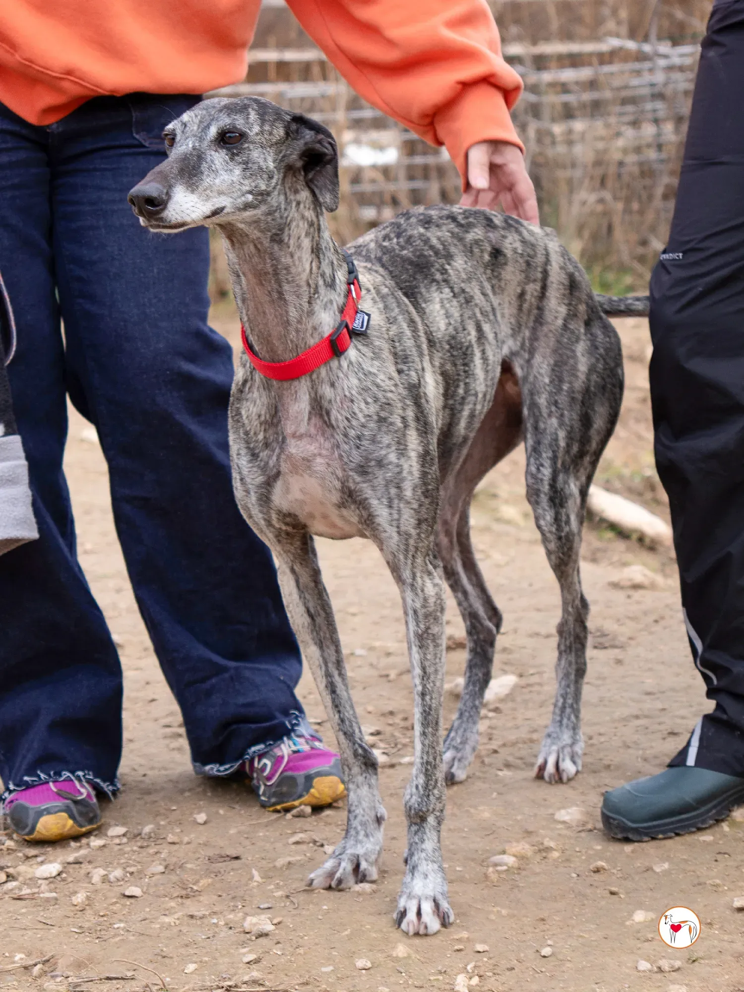 mistica galgo adozione 9