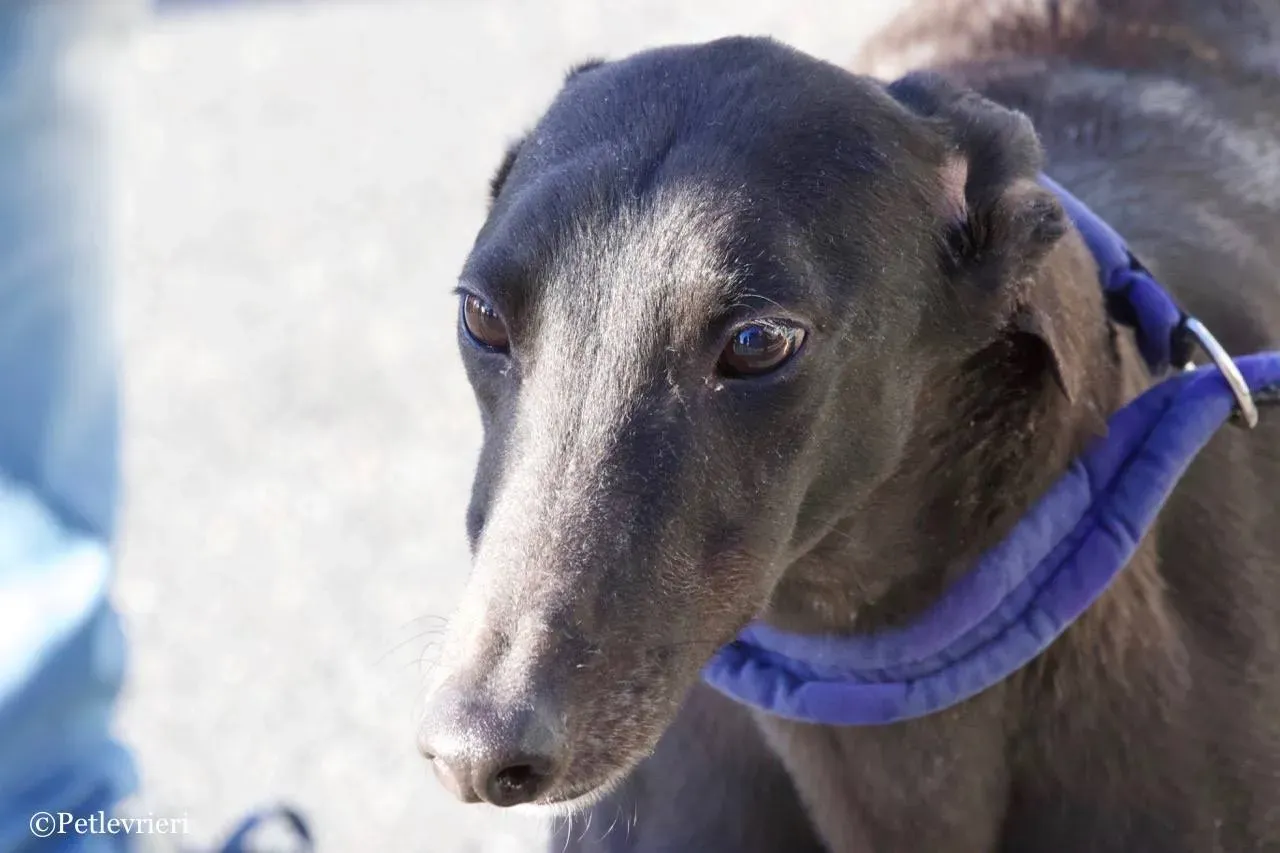 misty adozione greyhound macao 1 1