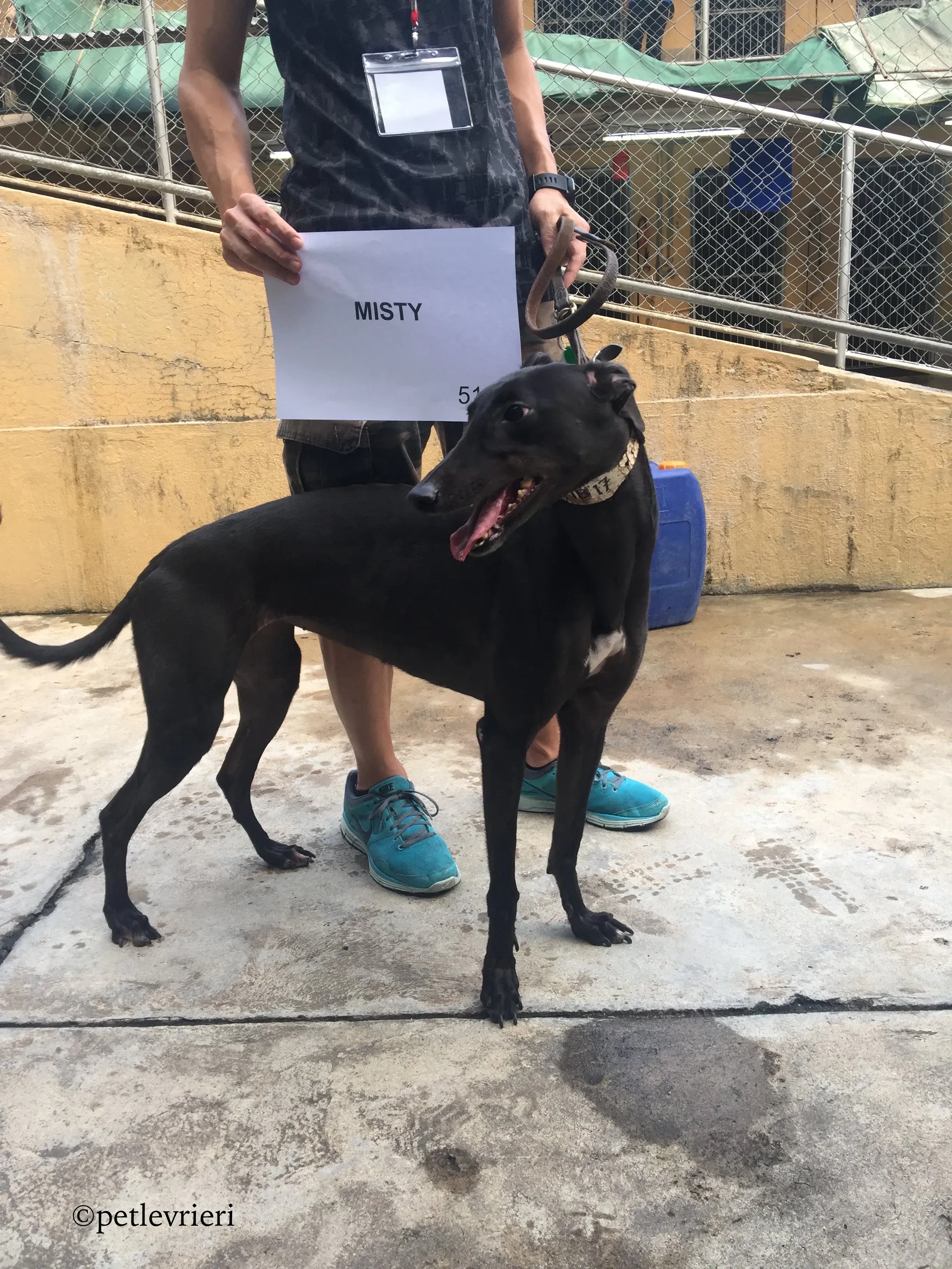 misty adozione greyhound macao 1