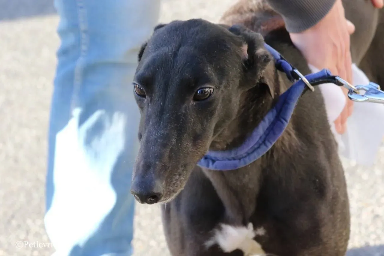 misty adozione greyhound macao 10