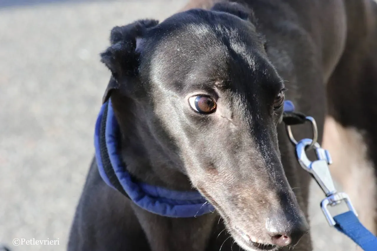 misty adozione greyhound macao 11