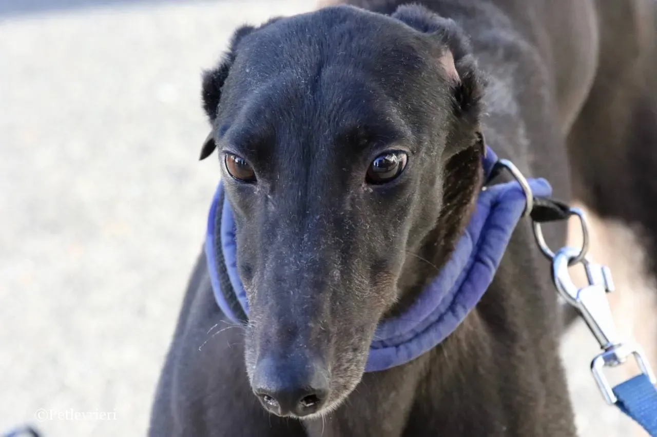 misty adozione greyhound macao 12