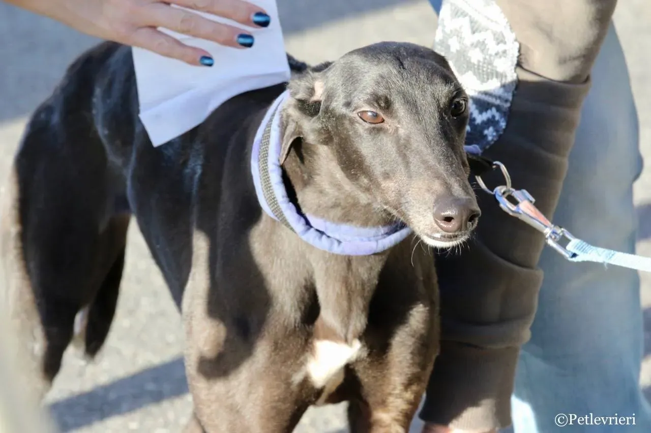 misty adozione greyhound macao 13