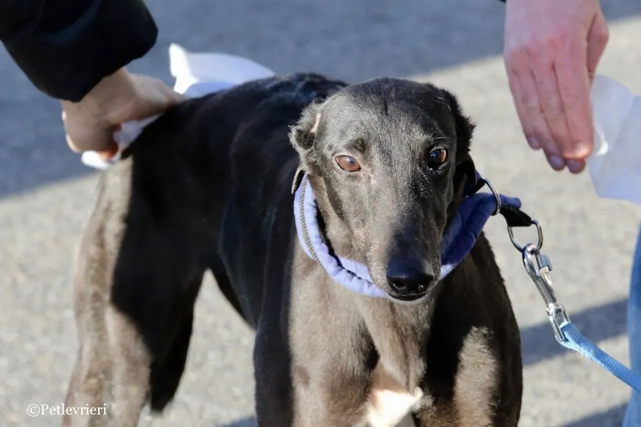 misty adozione greyhound macao 14