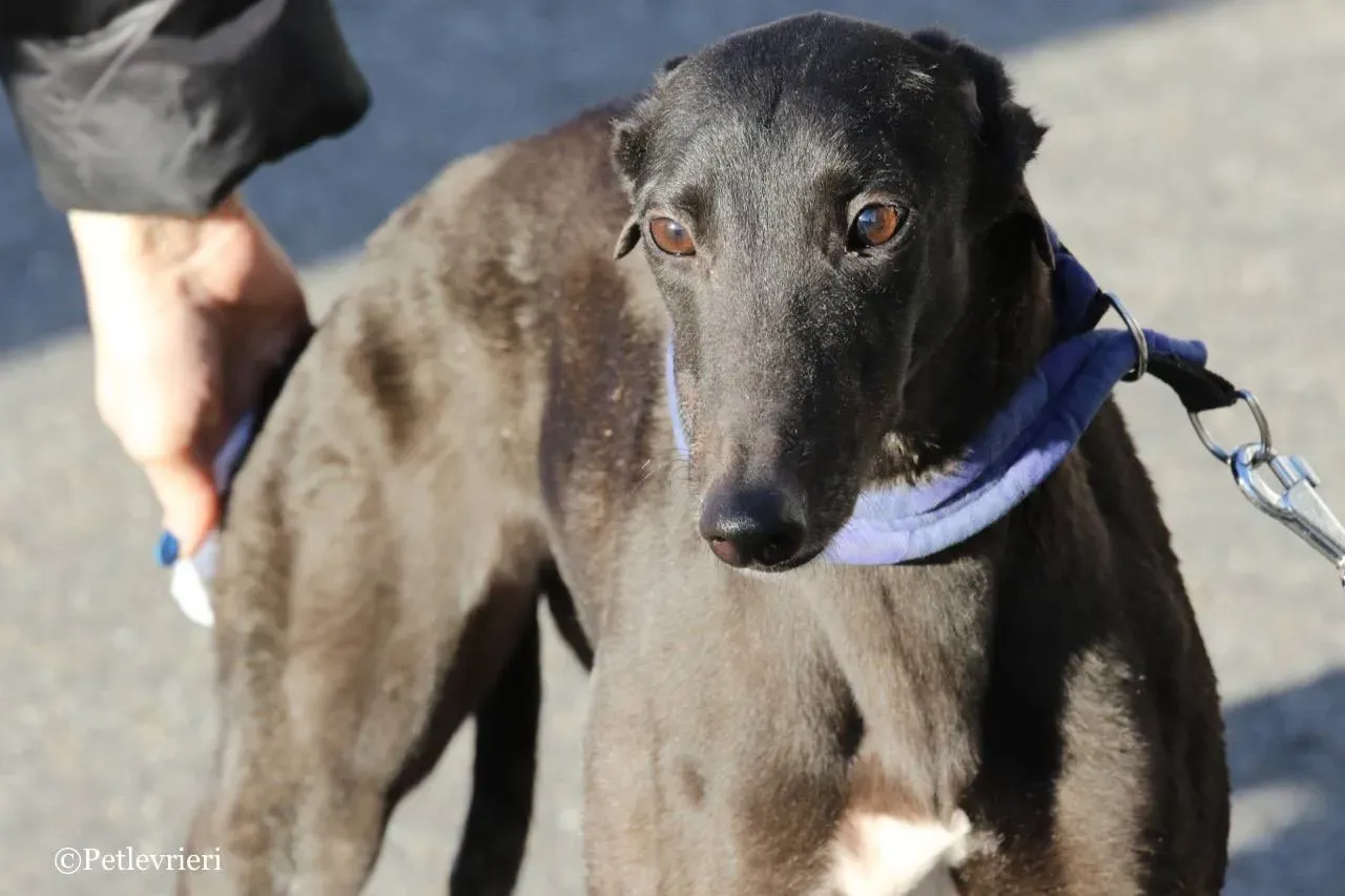 misty adozione greyhound macao 15