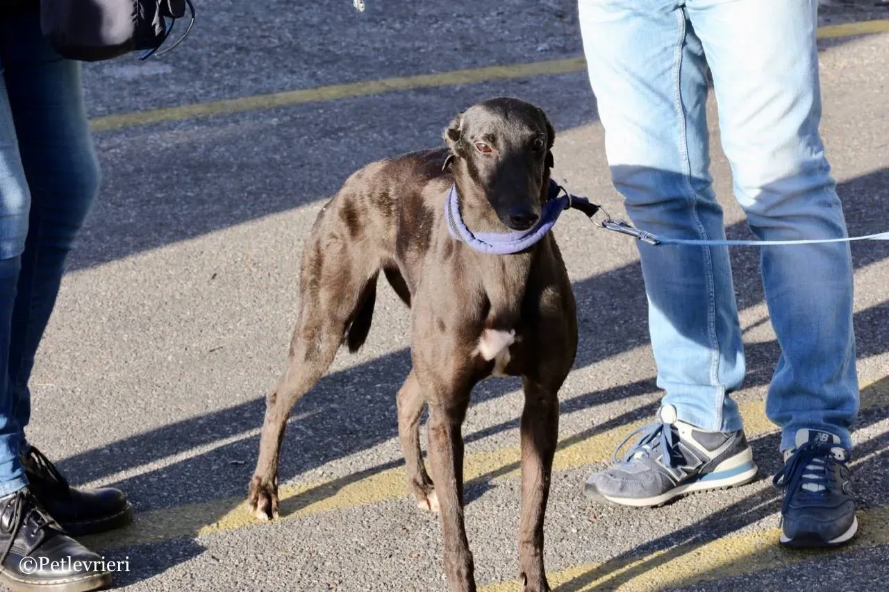 misty adozione greyhound macao 16