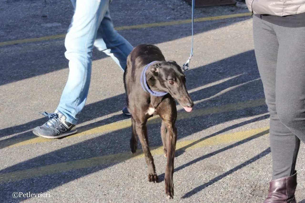 misty adozione greyhound macao 17