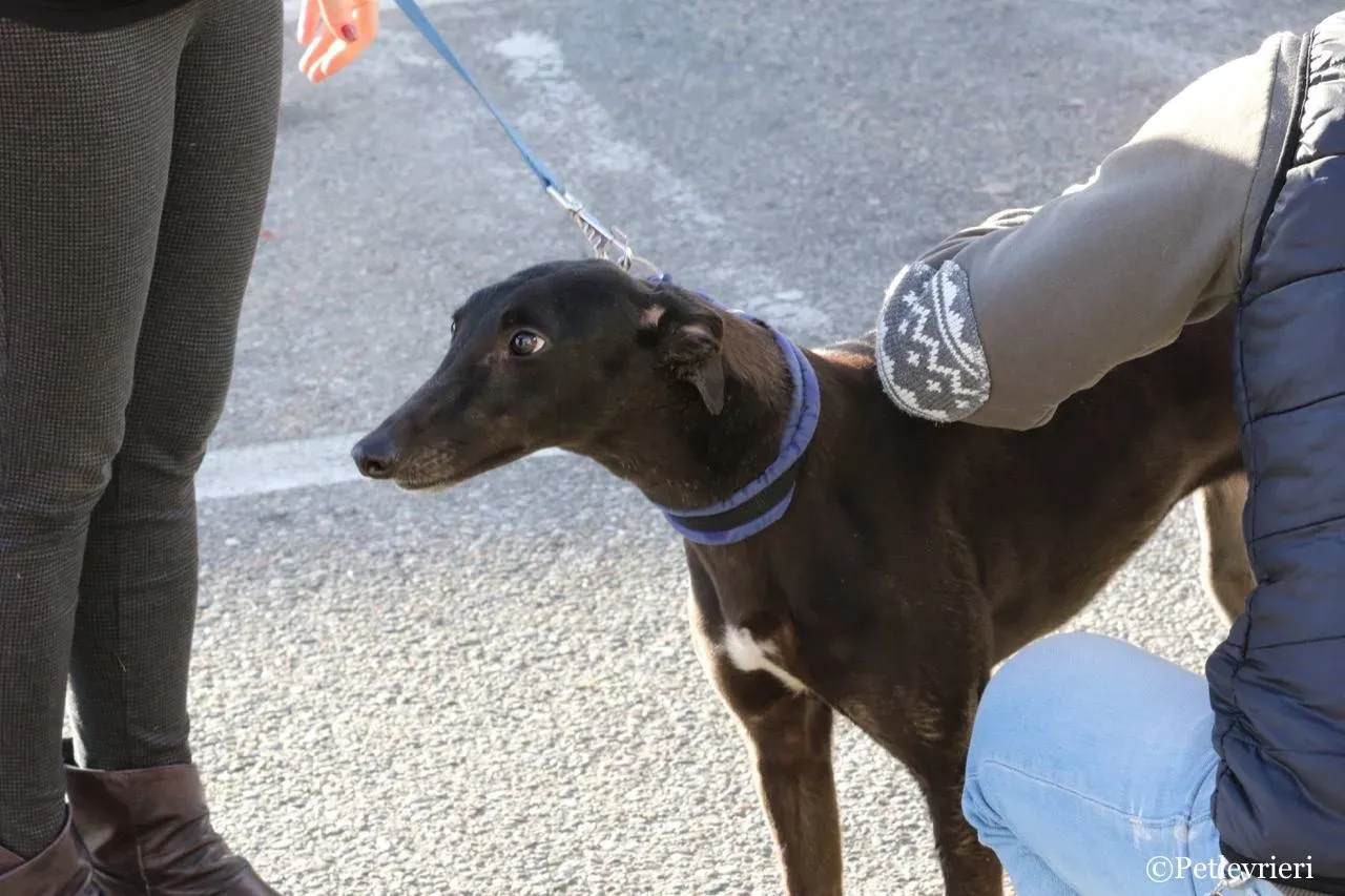misty adozione greyhound macao 18