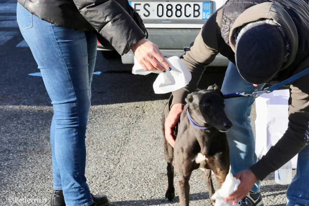 misty adozione greyhound macao 19