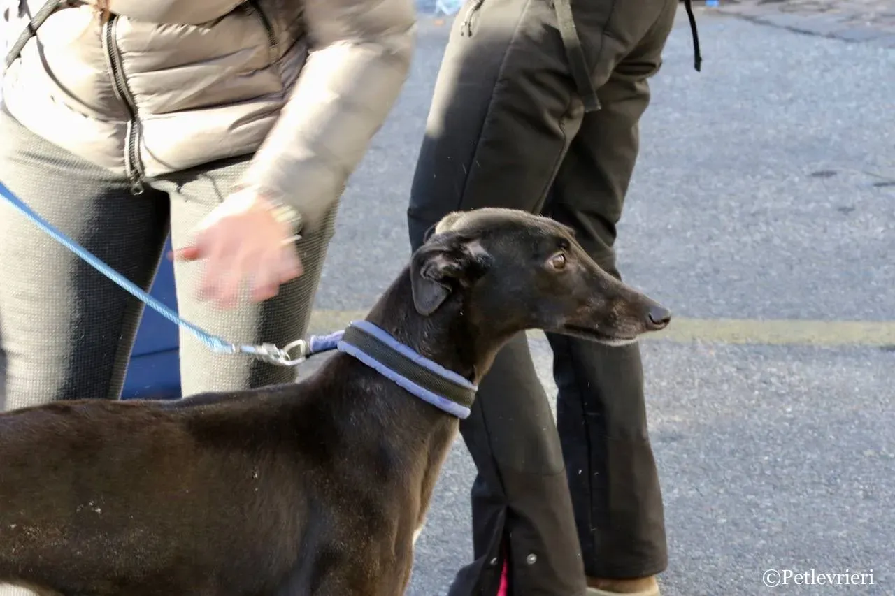 misty adozione greyhound macao 2 1