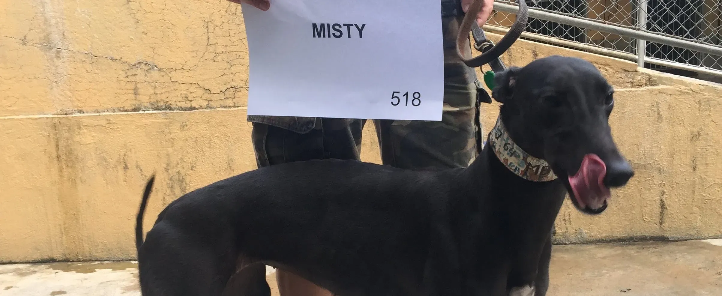 misty adozione greyhound macao 2 e1546038093575