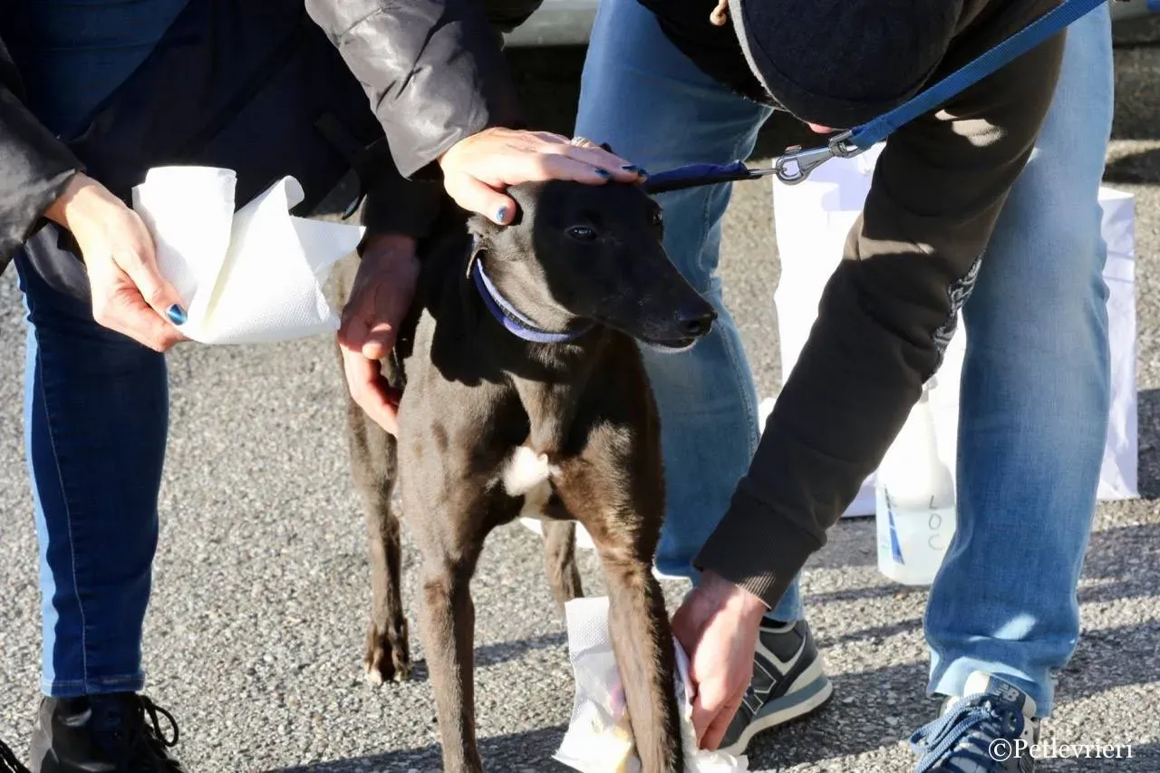 misty adozione greyhound macao 20