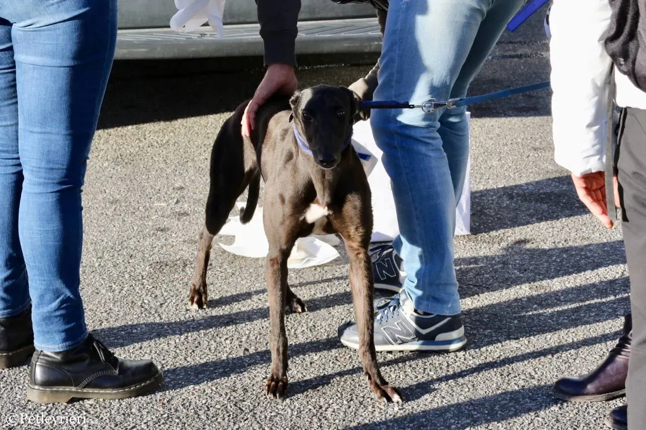 misty adozione greyhound macao 21