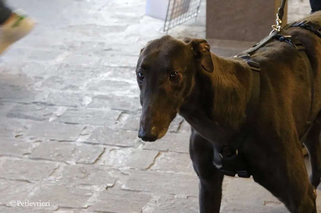 misty adozione greyhound macao 22