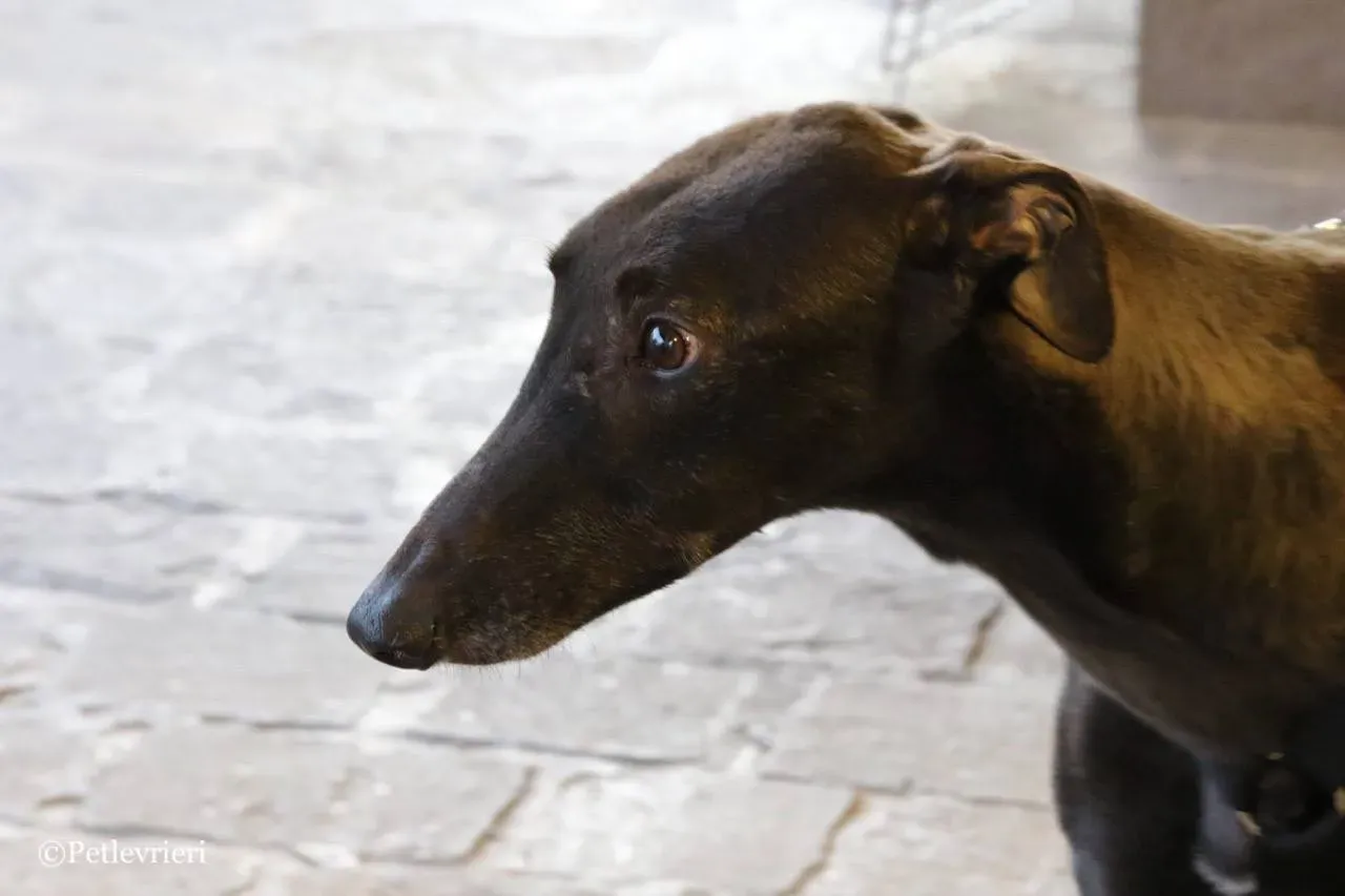 misty adozione greyhound macao 23