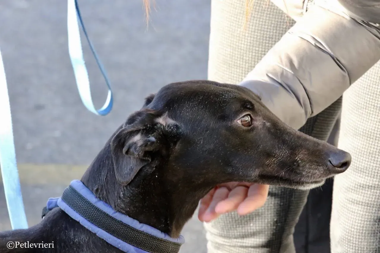 misty adozione greyhound macao 3 1