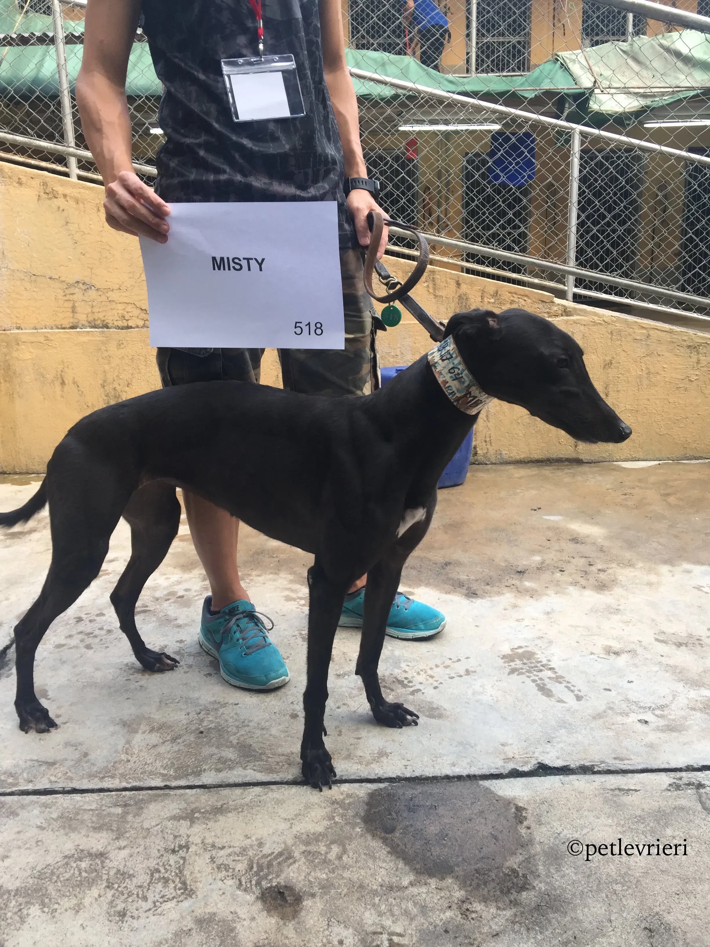 misty adozione greyhound macao 3