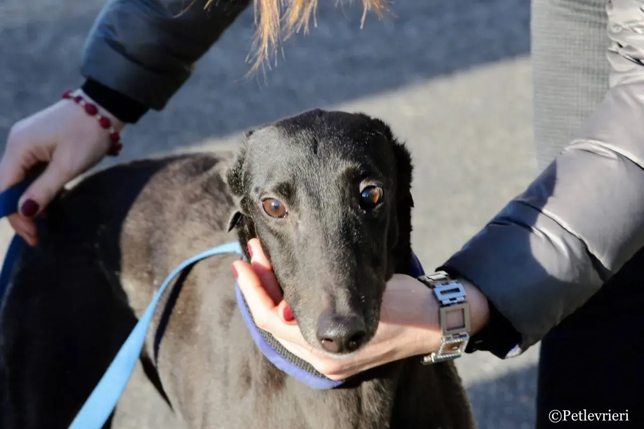 misty adozione greyhound macao 4 1